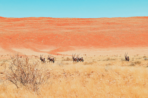 Rear view of a small group of oryx walking in the heat of the Namibian Desert.