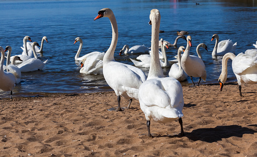 swans in spring, a beautiful waterfowl group of birds swans on a lake or river, a group of swans that have come ashore