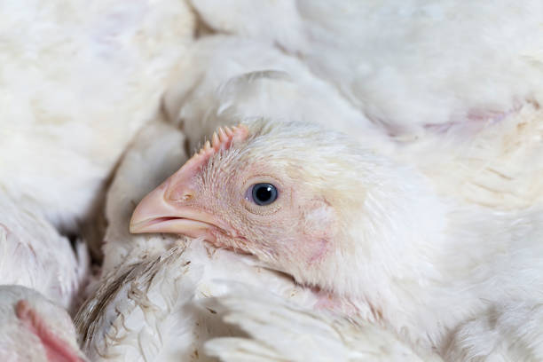 istock chicks of white broiler chicken 1286359689