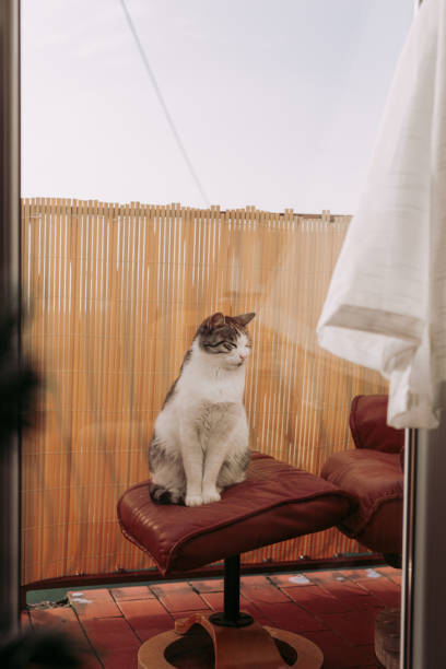 istock Beautiful cat sitting on balcony 1286360651