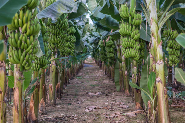 grupo de grandes hojas de plátano verde de palmera exótica bajo el sol en invernadero. - banana plantation green tree fotografías e imágenes de stock