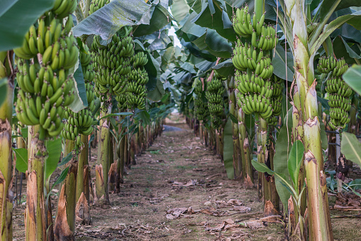 Group of big green banana leaves of exotic palm tree in sunshine in greenhouse.