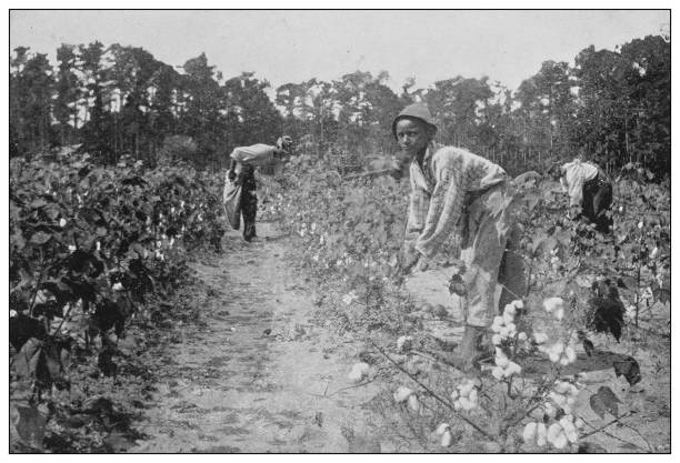 antyczne czarno-białe zdjęcie stanów zjednoczonych: zbieranie bawełny - picking crop harvesting scenics stock illustrations