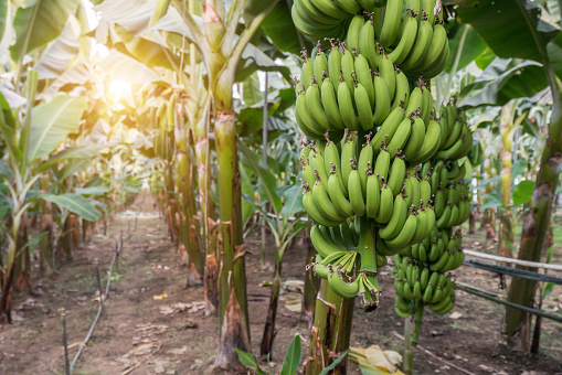 Banana bunch of banana tree. Banana fiber harvested from the pseudostems and leaves of the plant has been used for textiles.