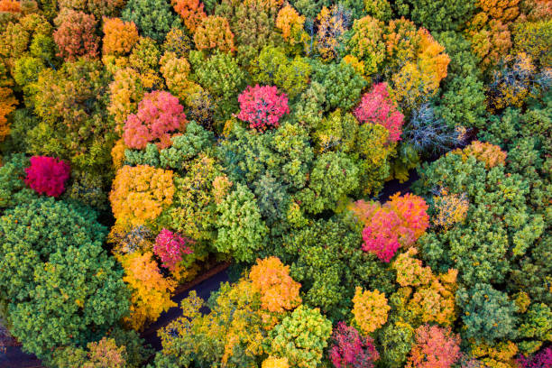 istock A beautiful aerial look down at a paved road partially obscured or hidden below fall or autumn foliage as the green leaves begin to change to bright red, yellow and orange colors in Wisconsin. 1286362757