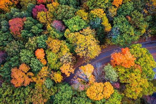 Beautiful travel aerial look down at a curved paved road partially obscured or hidden below fall or autumn foliage as the green leaves  change to bright red, yellow and orange colors in Wisconsin.