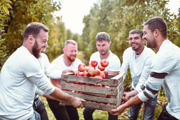 istock Smiling Workers Keeping Crate Full Of Apples From Breaking Down 1286363732