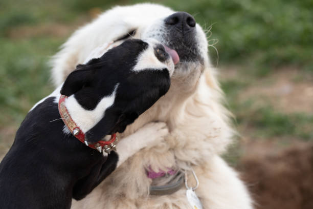 istock Puppy kisses 1286363785