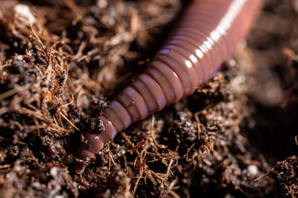istock Earthworm in Potting Soil 1286363888