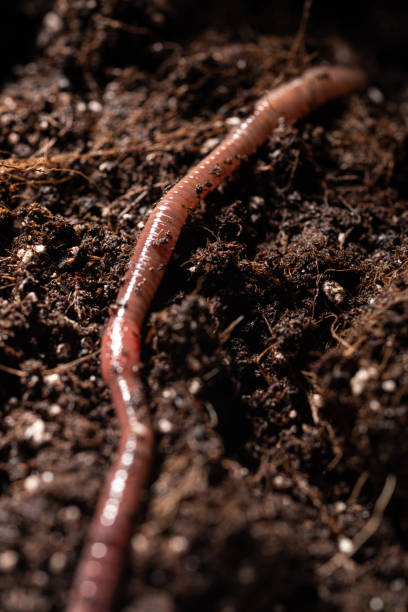 istock Earthworm in Potting Soil 1286363941
