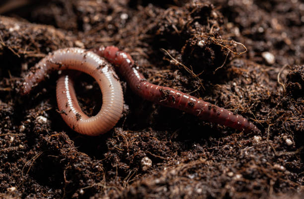 istock Earthworm in Potting Soil 1286363943