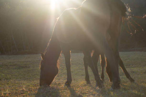 istock Horses graze in the meadow 1286363951