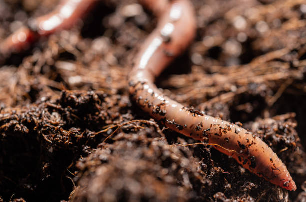 istock Earthworm in Potting Soil 1286363966