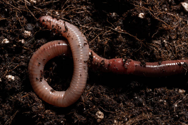istock Earthworm in Potting Soil 1286364026