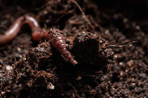 istock Earthworm in Potting Soil 1286364041