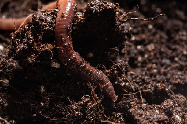 istock Earthworm in Potting Soil 1286364059