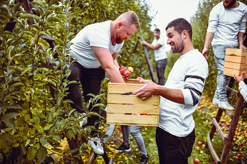 Workers Examining Apples Condition During Harvest