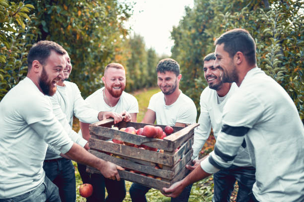 istock Smiling Workers Playing With Old Broken Crate Full Of Fresh Harvested Apples 1286364325
