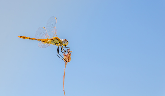 A dragonfly perched on a dry flower branch