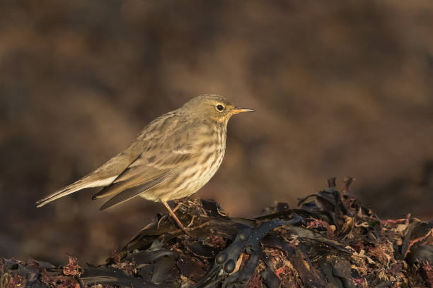 A winter plumage Rock Pipit