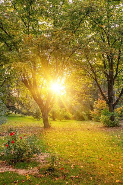 istock Sun filtering thru the trees in autumn 1286365139