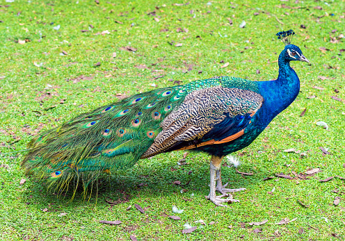 A chicken and a peacock in a nature reserve