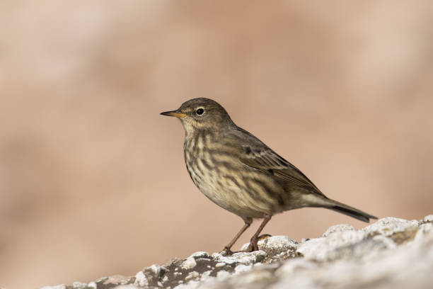 istock Eurasian Rock Pipit against a blurred background 1286365226