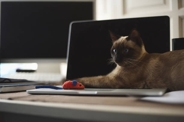 istock Working at home with my naughty cat lying on the computer keyboard to play 1286365395