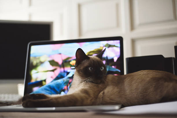 istock Working at home with my naughty cat lying on the computer keyboard to play 1286365752