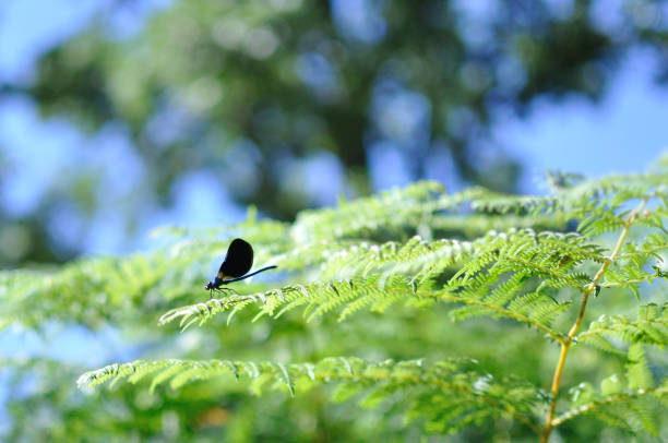 Dragonfly on fern branch in the forest on a spring day