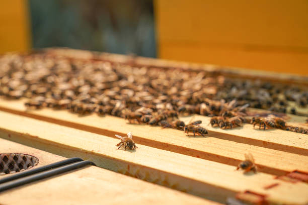 フォーカスでハイブでシングルビー - beehive bee colony wax ストックフォトと画像