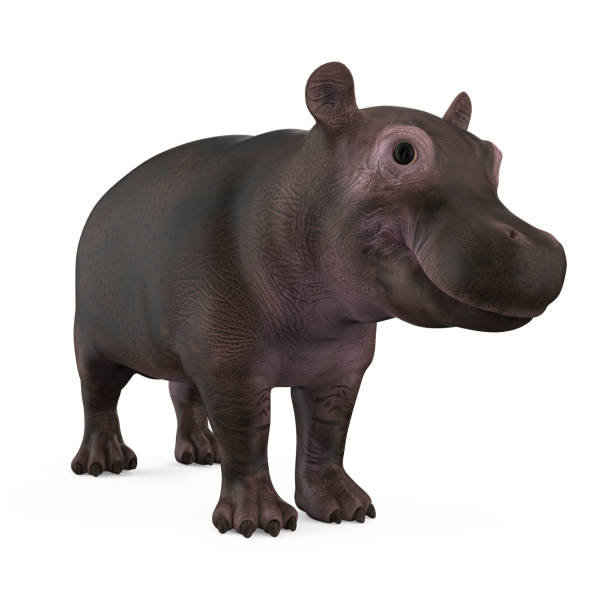 istock Baby Hippopotamus Isolated 1286367346