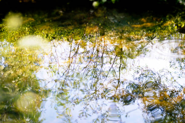 istock Reflection of trees in the water producing ripples 1286368163
