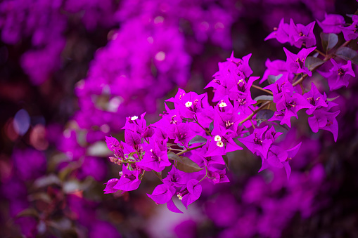 The bougainvillea is a tropical plant, ornamental and in some varieties climbing, which boasts beautiful colourful flowers