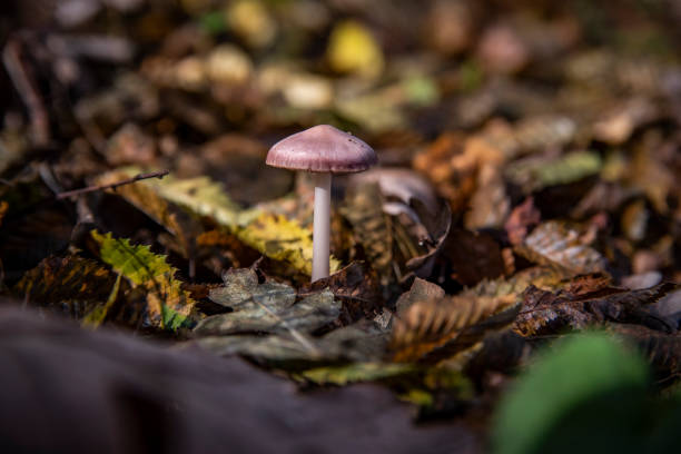 Small mushroom in the woods - The fruits of nature Mushrooms in the autumn forest marasmius siccus stock pictures, royalty-free photos & images