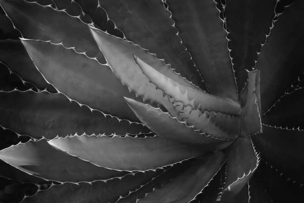 istock Agave Plant in Black & White as Natural Pattern Background 1286369982