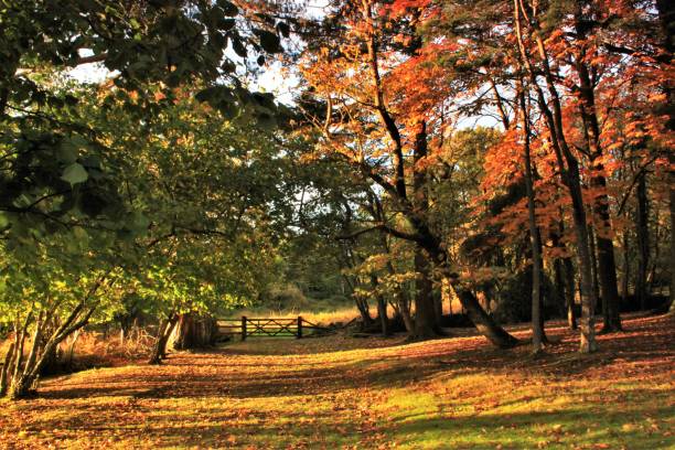 Evening Light Leading to a Gate Evening light in the New Forest, Hampshire, UK new forest stock pictures, royalty-free photos & images
