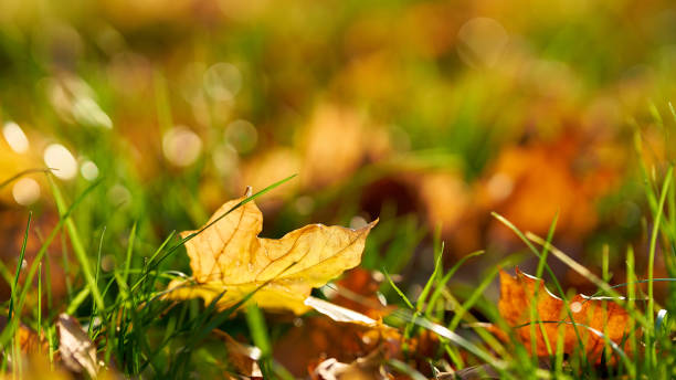 istock leaves with colourful autumn colours 1286371795