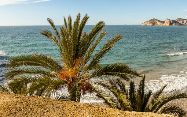 istock Palm tree with dates and Mediterranean sea on the background. 1286373056