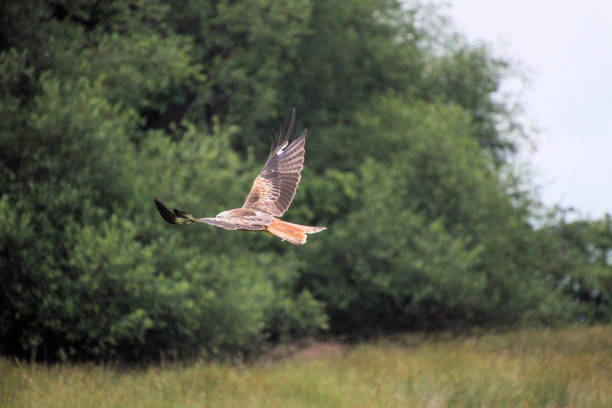 istock A view of a Red Kite 1286373350