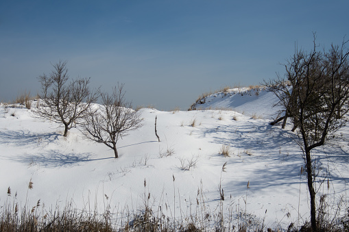 snow covered dunes with three winter trees and blue sky