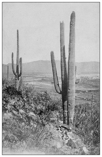 Antique black and white photo of the United States: Arizona landscape