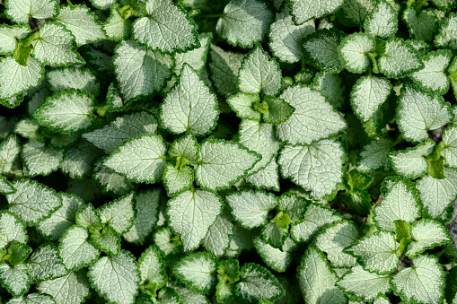 Silvery white with green edges leaves of Lamium maculatum - natural background. Lamium may be beautiful decoration of any garden or park, alpine slide or rockery. Groundcover ornamental plant