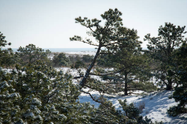 istock Snow covered pine trees with ocean in background 1286374313