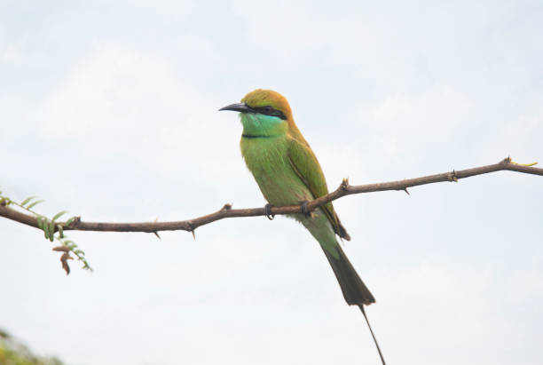 istock Green Bee Eater sitting on a branch 1286374664
