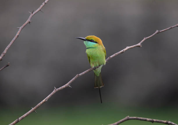 istock Green Bee Eater sitting on a branch 1286374670