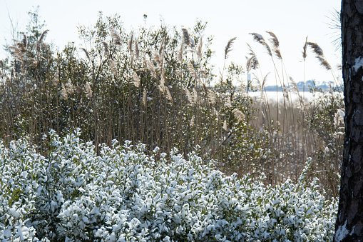 close up of bayberry and phragmites plants covered in snow in marsh