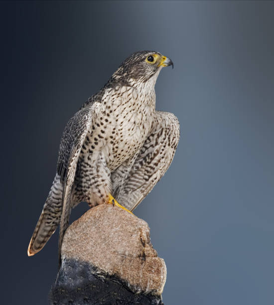 istock Gyrfalcon, Falco rusticolus,  perched on a rock 1286375663