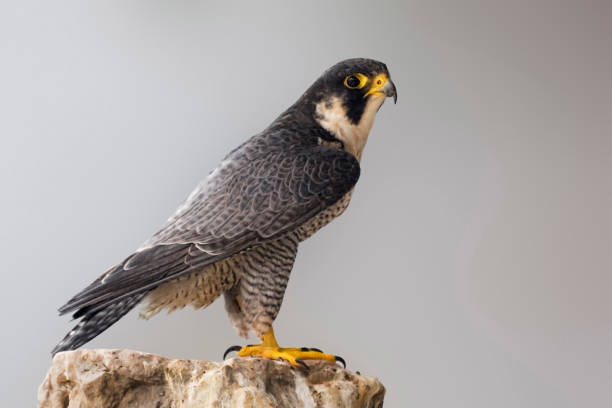 istock Peregrine Falcon, Falco peregrinus, perched on a rock 1286375679
