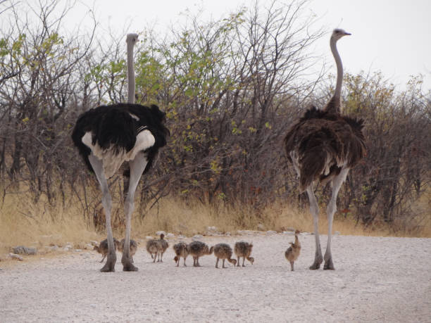 an ostrich family an ostrich family strolls down a street in etosha national park thick chicks stock pictures, royalty-free photos & images